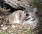 Bobcat Stock Photos.  Bobcat animal close-up profile view yawning. Opened mouth. Displaying teeth.  Portrait. Picture. Image.