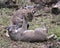 Bobcat Stock Photos.  Bobcat animal wrestling. Bobcat animals