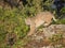 Bobcat striking a pose on a rock