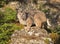 Bobcat striking a pose on a rock