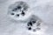 Bobcat Tracks in Snow
