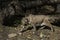 Bobcat walking through a clearing with Fall leaves on the ground