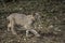 Bobcat Walking through a Clearing Looking Up