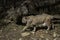 Bobcat walking in front of fallen trees with mushrooms