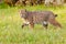 bobcat walking in open field of green grass