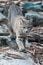 Bobcat walking in sticks and boulders