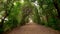 Boboli Gardens. Florence, Italy. Walking along shady arched path in Boboli Garden park. Camera moving along misty alley