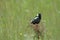 Bobolink