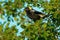 Bobolink - Dolichonyx oryzivorus