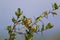 Bobolink Immature  840466