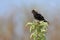 Bobolink in a Leafy Tree Top