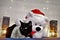 A bobtail black cat hugging the white Christmas bear