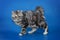 Bobtail cat portrait on blue background
