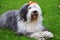 Bobtail dog