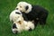 Bobtail Dog or Old English Sheepdog, Pup playing on Grass