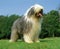 Bobtail Dog or Old English Sheepdog, standing on Grass