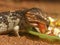 Bobtail Lizard Eating Lunch