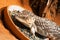 Bobtail lizard Tiliqua rugosa