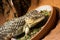 Bobtail lizard (Tiliqua rugosa)
