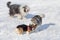 Bobtail sheepdog, pembroke welsh corgi puppy and siberian husky are playing in the winter park. Pet animals