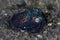 Bobtail Squid on Black Sand Seafloor in Lembeh Strait