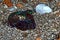 Bobtail squid Euprymna; sp on seafloor at night.