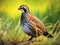 Bobwhite Quail