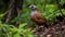 Bobwhite Quail in the forest area