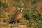 Bobwhite Quail Male