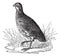 Bobwhite Quail or Northern Bobwhite or Virginia Quail or Colinus virginianus, vintage engraving