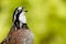 Bobwhite Quail Whistling