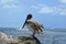 The Boca Raton, Florida inlet is home to assorted seabirds who benefit from the abundance of fish just offshore