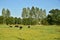 The bocage hedgerow countryside of lower Normandy, Manche, France