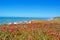 Bodega Bay, Pacific Ocean, rock, cliff, green, California, United States of America, Usa, flowers, beach