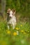 Boder collie puppy in a meadow