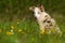 Boder collie puppy in a meadow