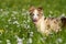 Boder collie puppy in a meadow