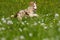 Boder collie puppy in a meadow