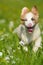 Boder collie puppy in a meadow