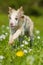 Boder collie puppy in a meadow