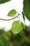 Bodhi leaf on blurred background, Buddhist cardinal leaf