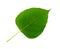 Bodhi leaf isolated