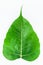 Bodhi leaf isolated