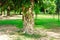 Bodhi tree it is front of Wat Srichum in Sukhothai Historical P