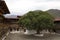 Bodhi Tree inside Punakha Dzong