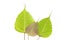 Bodhi tree leaf