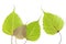 Bodhi tree leaf