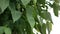 Bodhi tree leaves moving in a breezy day against bright afternoon sky