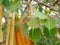 Bodhi tree`s leafs with blurry Buddhist monks` robes in the background