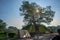 BODHI TREE SHRAVASTI UTTAR PRADESH INDIA